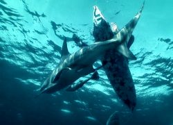 Image sharksurfer.jpg