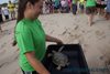 Image Rehabilitated-Sea-Turtles-released-into-the-Ocean.aspx