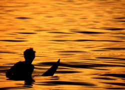 Image sunsetsurfing.jpg
