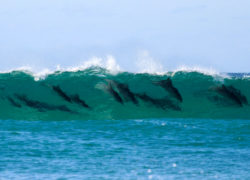 Image dolphinsurfing.jpg
